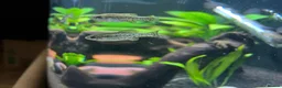 Live Bearers fish for sale: Ameca Splendens/Butterfly Splitfins - Advert 2