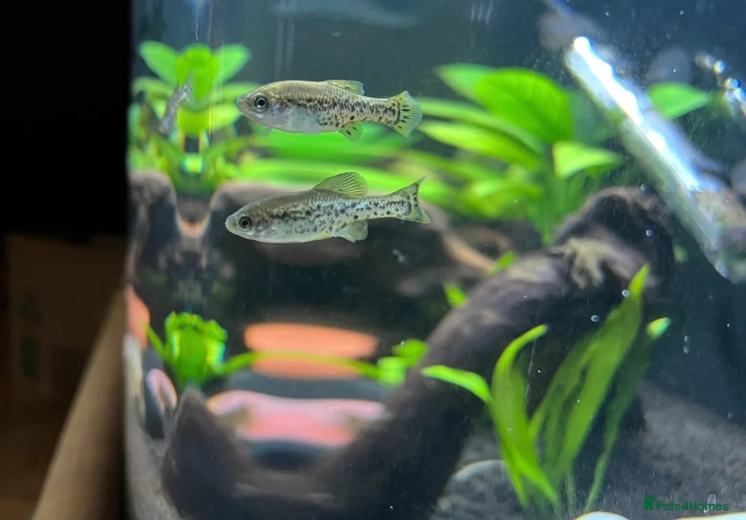 Live Bearers fish for sale: Ameca Splendens/Butterfly Splitfins - Advert 2