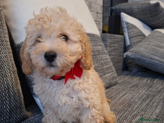 Cavapoo dogs Beautiful f1b Cavapoo puppies - Advert 12