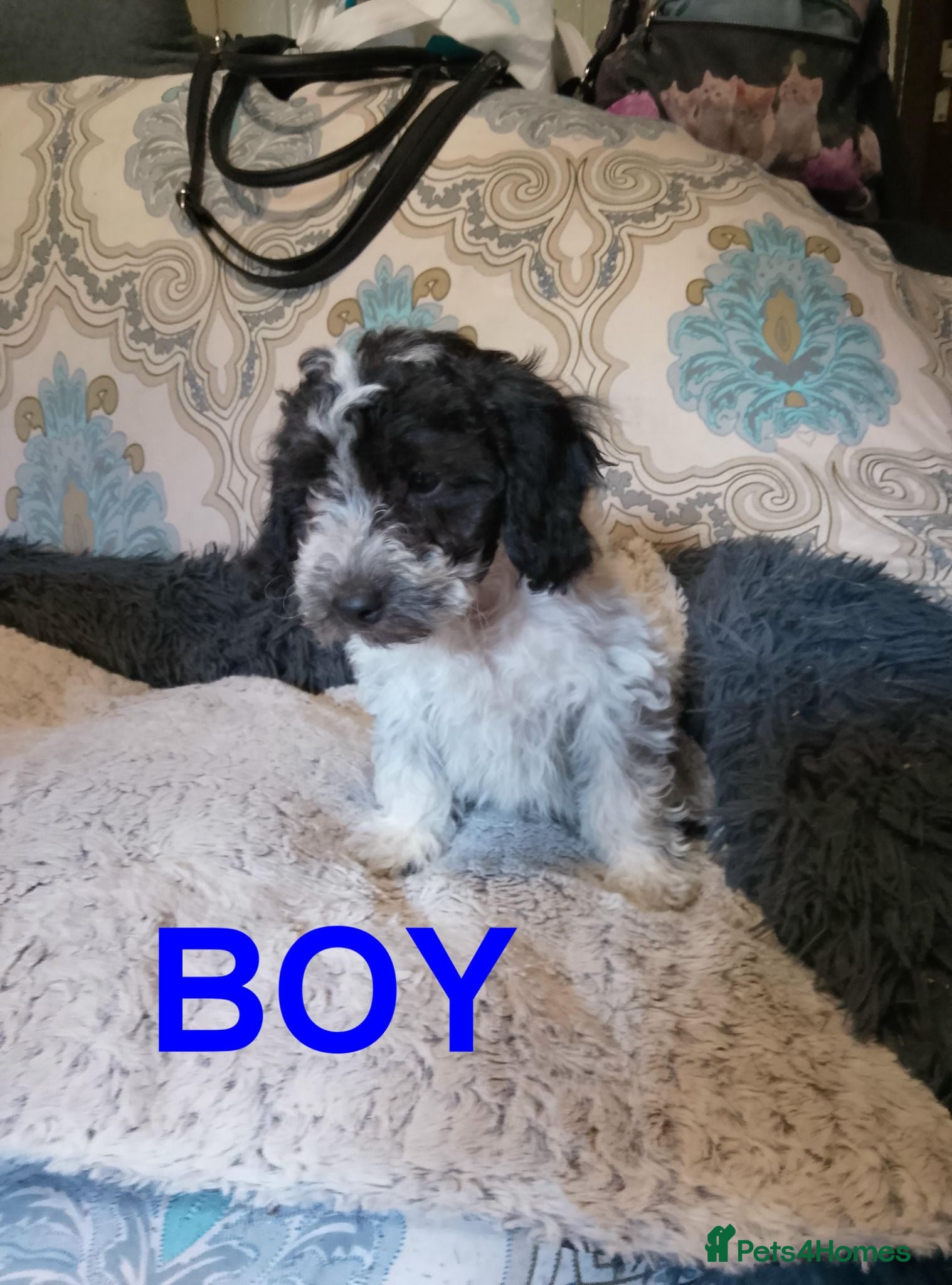 Cockapoo dogs  Cockapoo puppies 1 boy left £650 - Advert 2