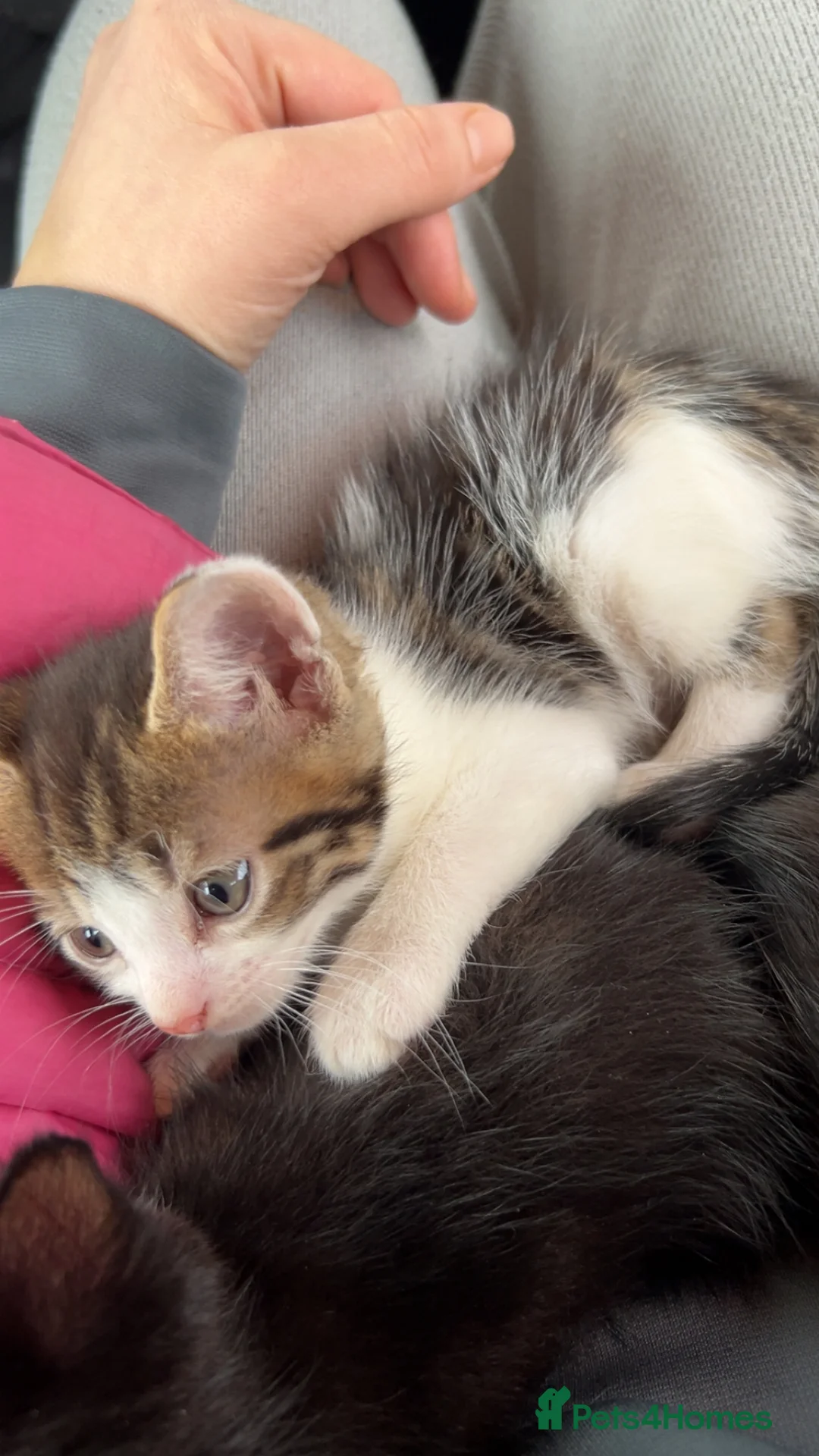 Mixed Breed cats for sale: Beautiful kittens  in Stoke-on-Trent - Advert 7