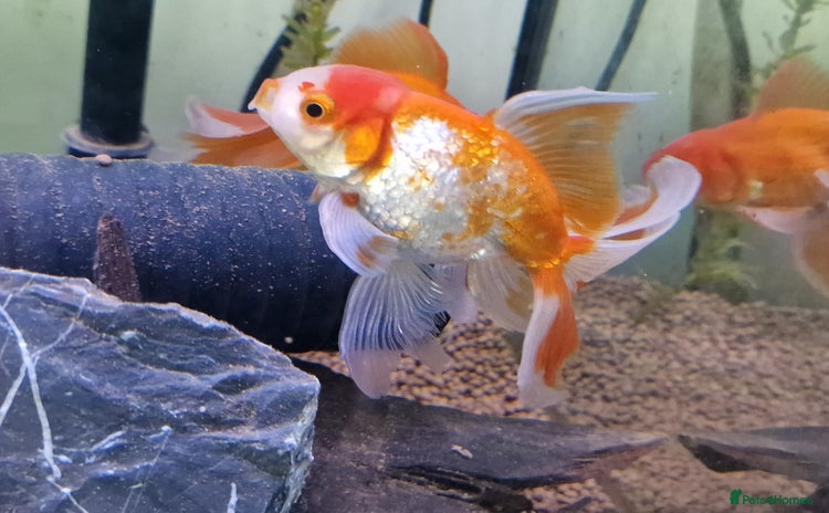 Fancy Goldfish fish - Advert 1