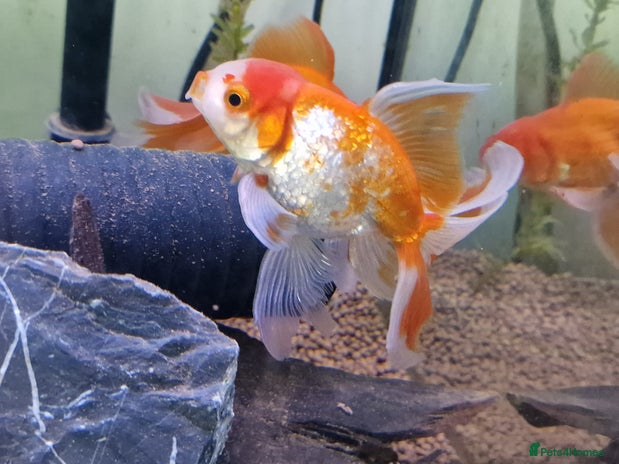 Fancy Goldfish fish - Advert 1