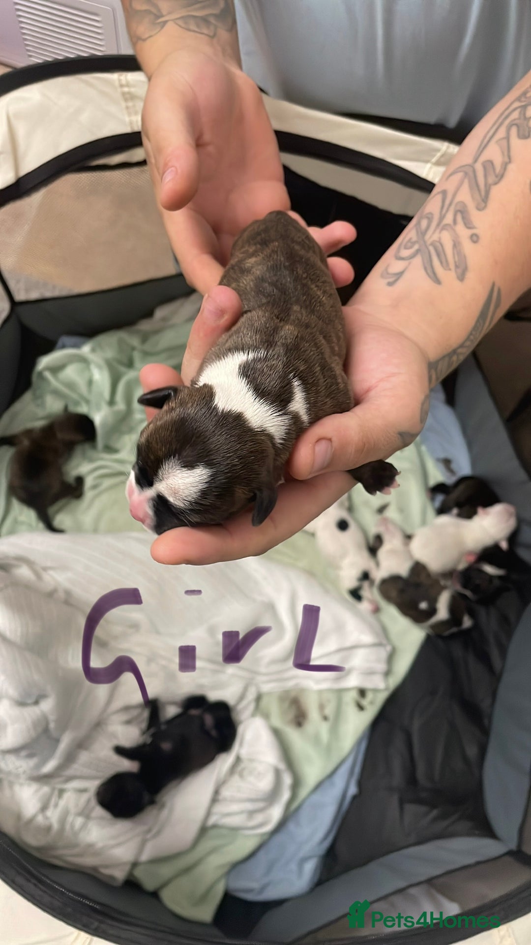 Staffordshire Bull Terrier dogs for sale: Staffy puppies  - Image 7