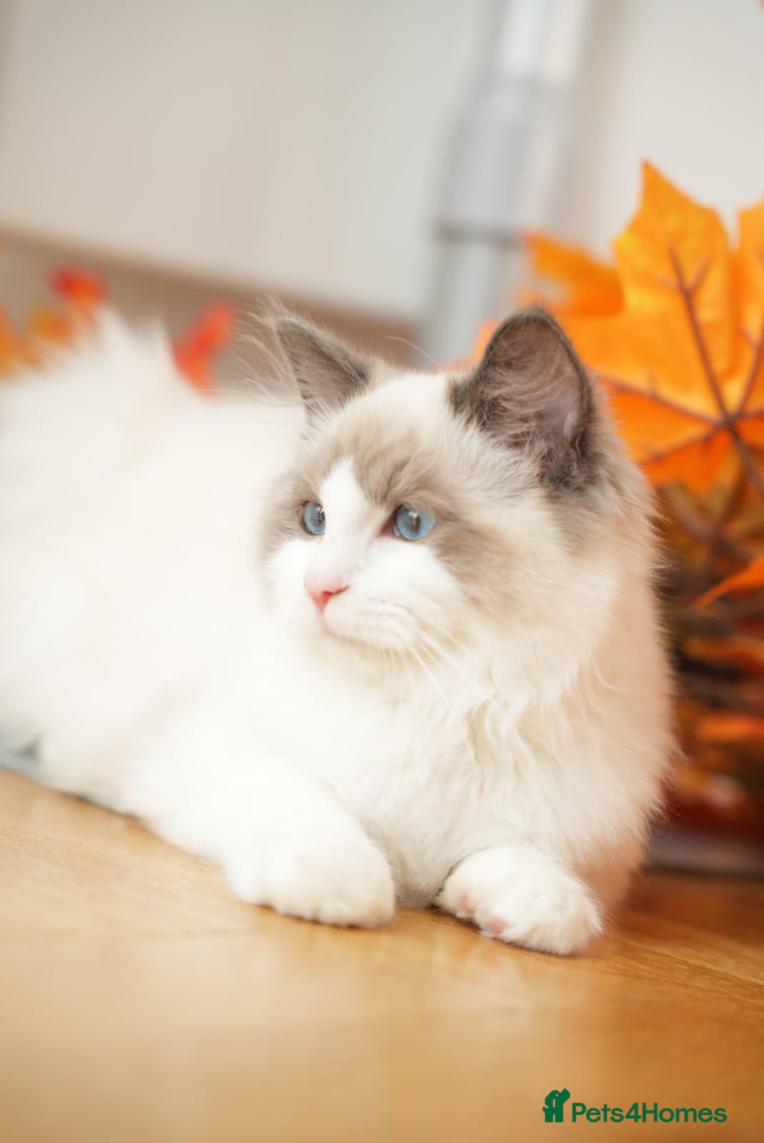 Ragdoll cats Beautiful GCCF-registered Ragdoll boys ready now. - Advert 2