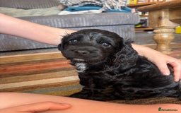 Cockapoo dogs for sale: Last Two Cockapoo Pups  - Image 9