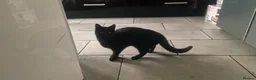 Mixed Breed cats for sale: Kitten  in Birmingham - Advert 6