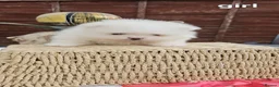 Pomeranian dogs for sale: Adorable Pomeranian Puppies for Sale  in Tamworth - Advert 23