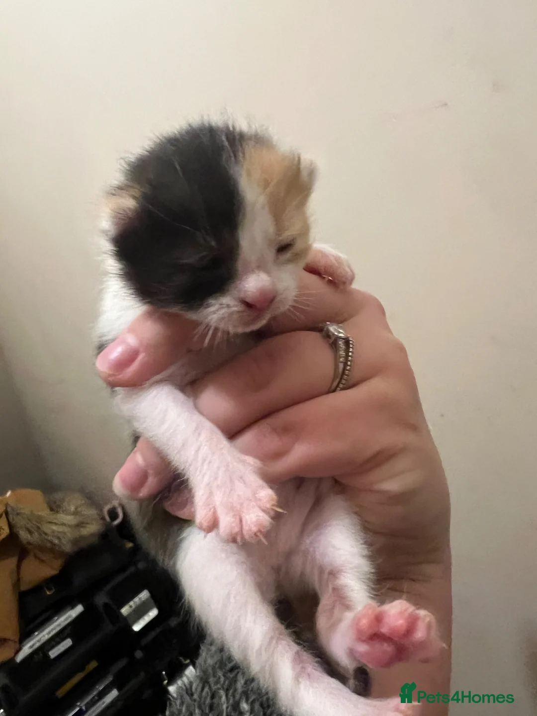 American Wirehair cats for sale: American wirehair cross kittens  in Northallerton - Advert 2