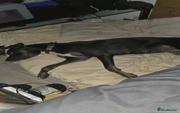 Mixed Breed dogs for sale: Blue need a new home asap - Image 2