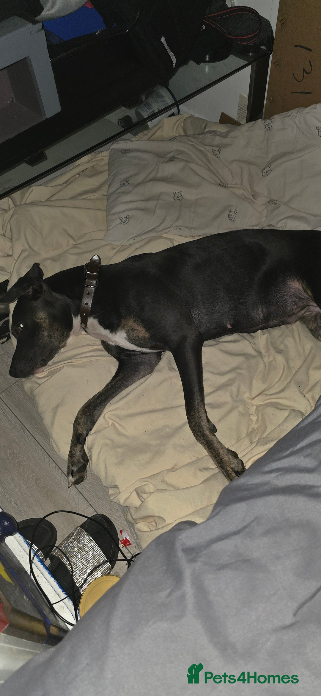 Mixed Breed dogs for sale: Blue need a new home asap - Image 2