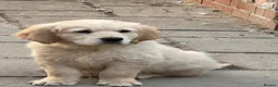Golden Retriever dogs for sale: Stunning golden retriever puppies  - Advert 1