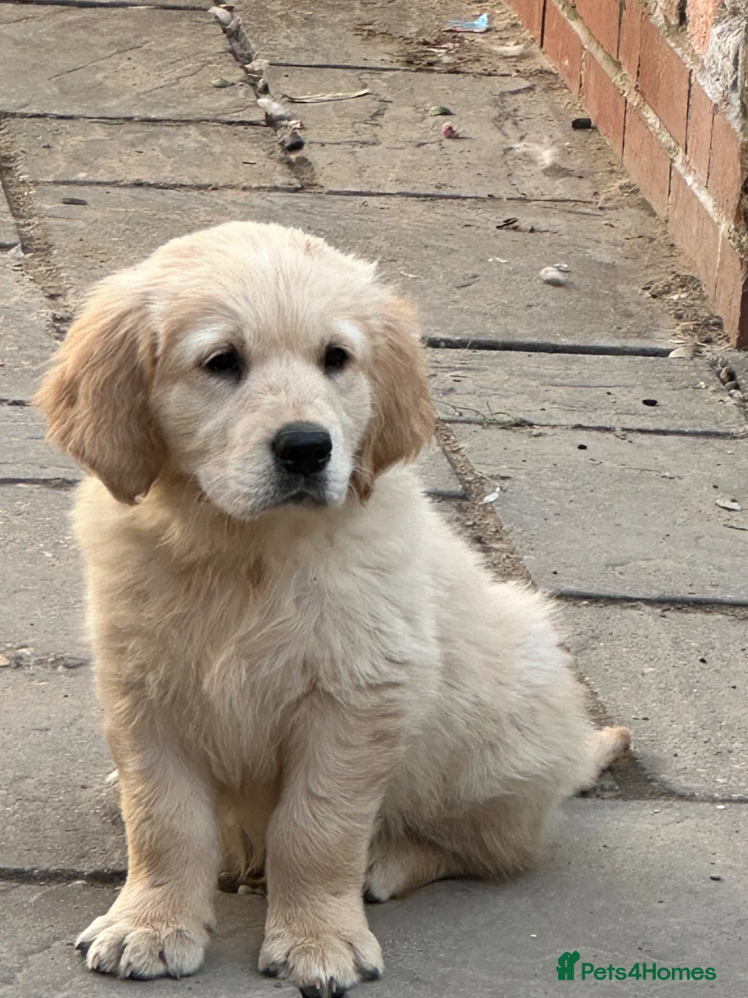 Golden Retriever dogs for sale: Stunning golden retriever puppies  - Advert 1
