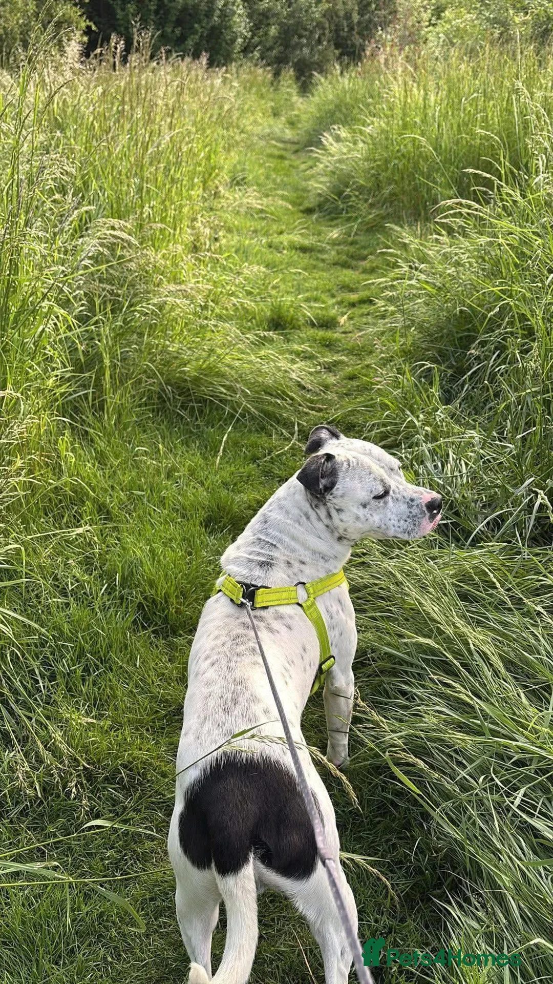 Mixed Breed dogs for sale: Blu 2 year old staffy cross  - Advert 1
