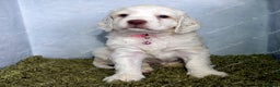 Clumber Spaniel dogs for sale: Pedigree KC Clumber Spaniel Puppies - Advert 11