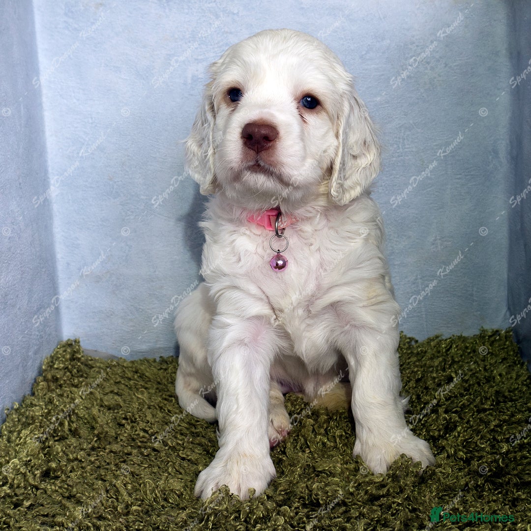 Clumber Spaniel dogs for sale: Pedigree KC Clumber Spaniel Puppies - Advert 11