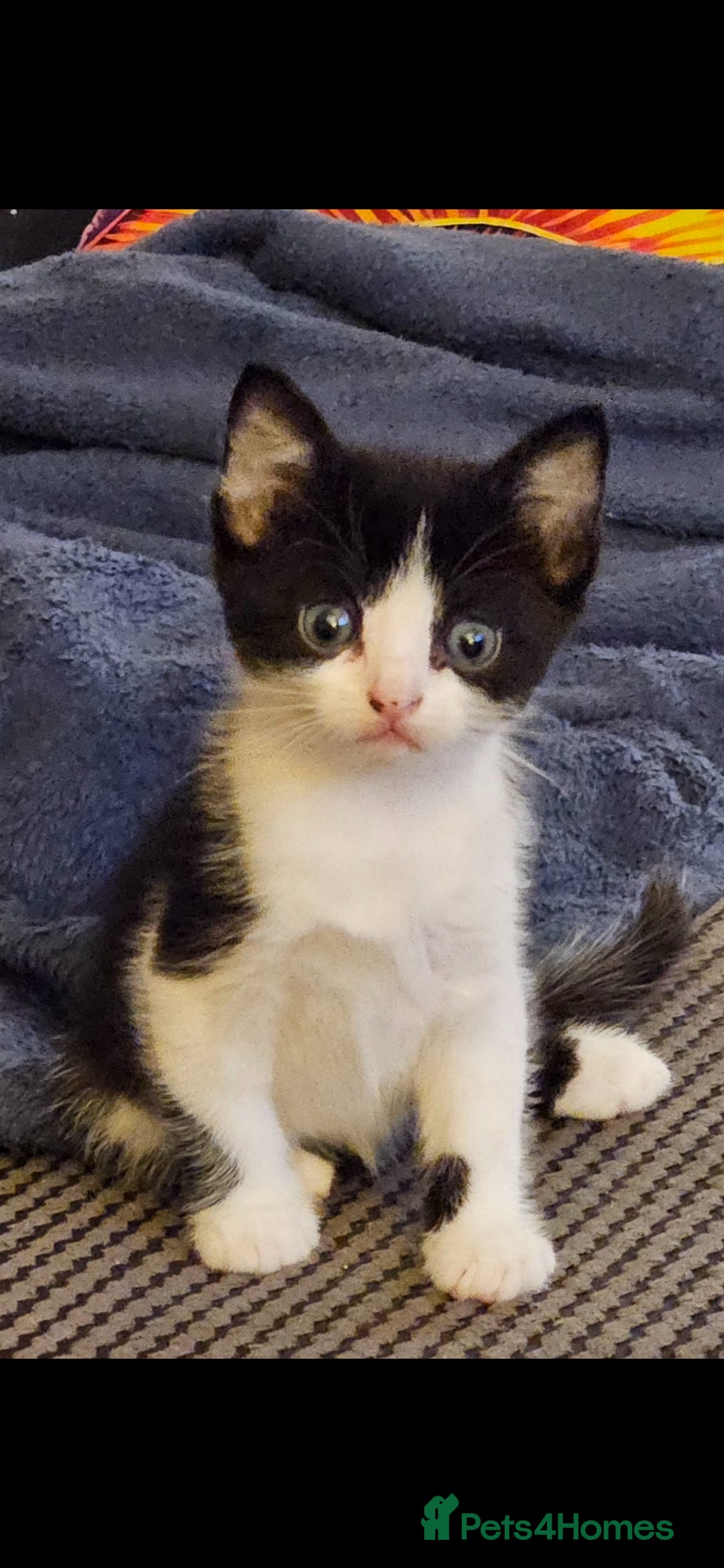 Mixed Breed cats for sale: Beautiful long haired kittens  - Image 8