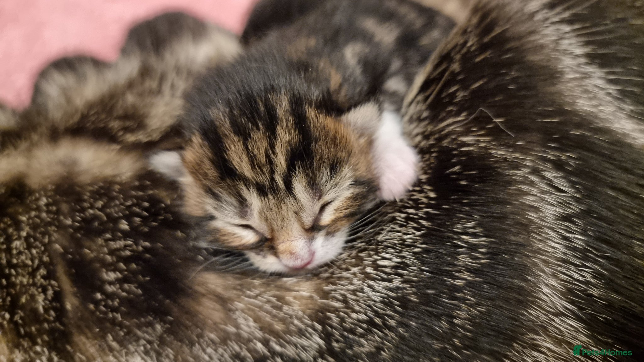 Mixed Breed cats for sale: BONDED PAIR bro/sis kittens - Advert 8
