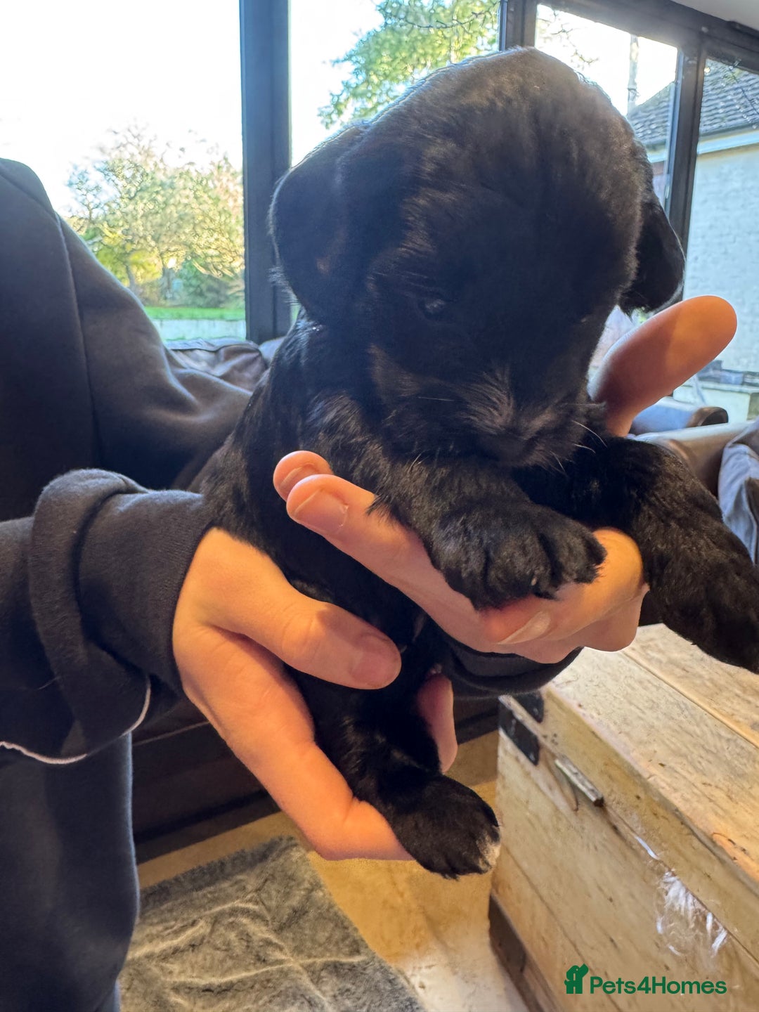 Mixed Breed dogs for sale: Sprockerpoo puppies for sale - Advert 31