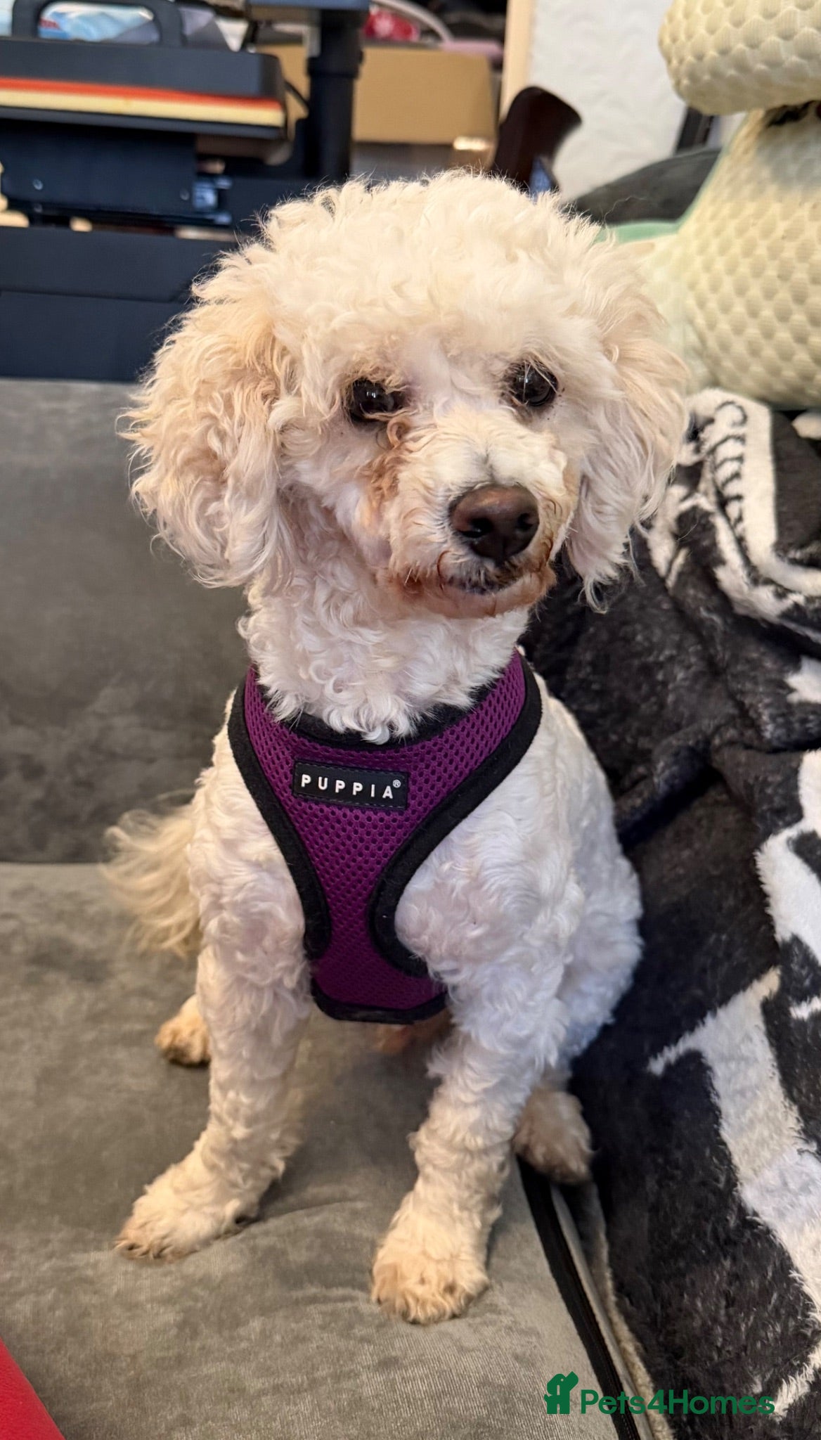 Cavapoo dogs Proven Stunning Cavapoo for stud  - Advert 7