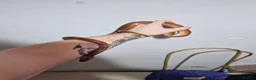 Corn Snake reptiles for sale: Corn snake for sale in Skelmersdale - Advert 3