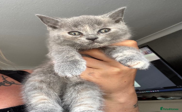 British Shorthair cats - Advert 10