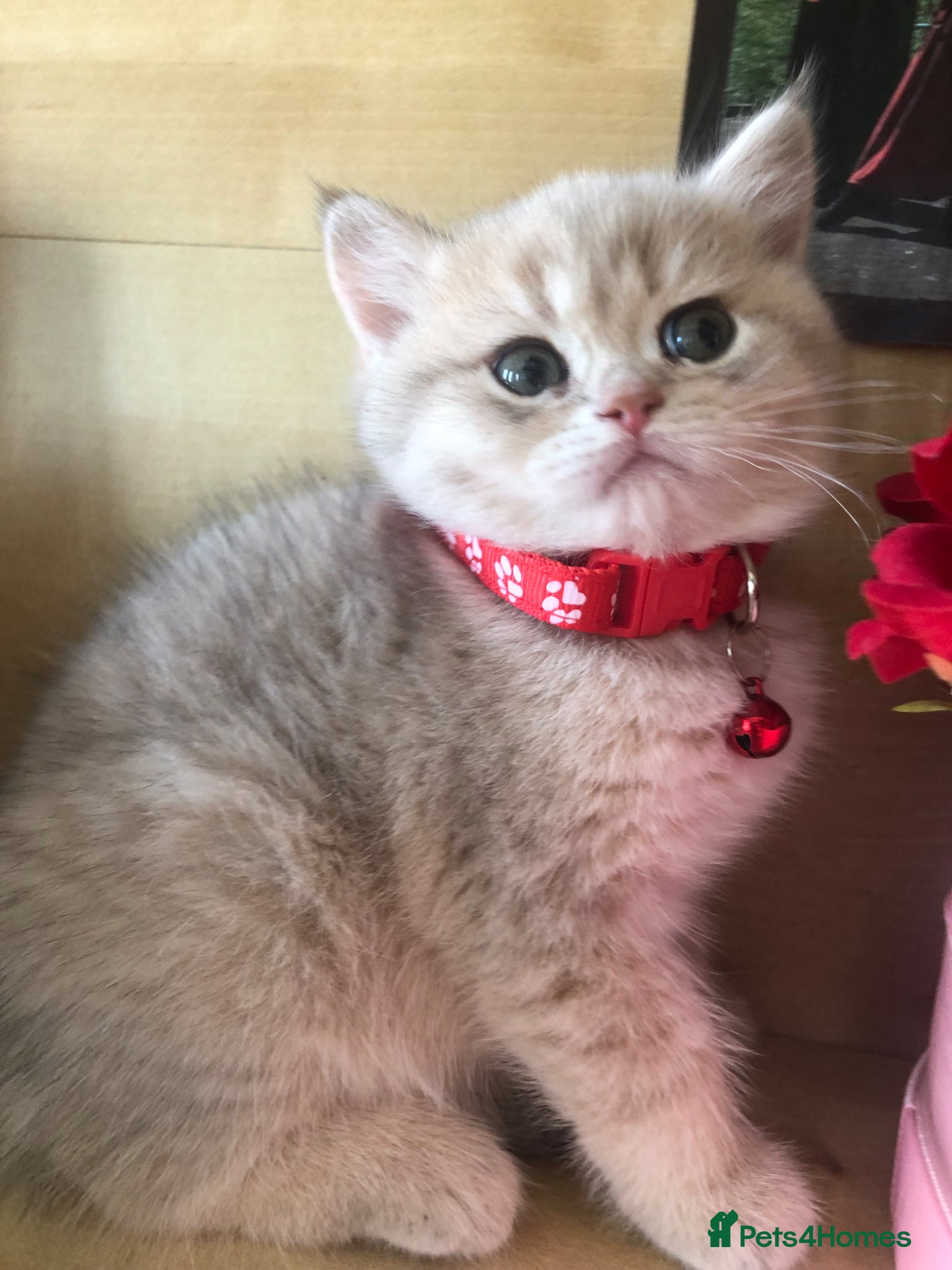 British Shorthair cats British shorthair kittens  - Advert 16