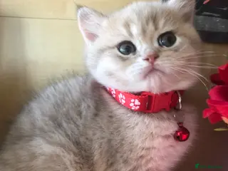 British Shorthair cats British shorthair kittens - Advert 16