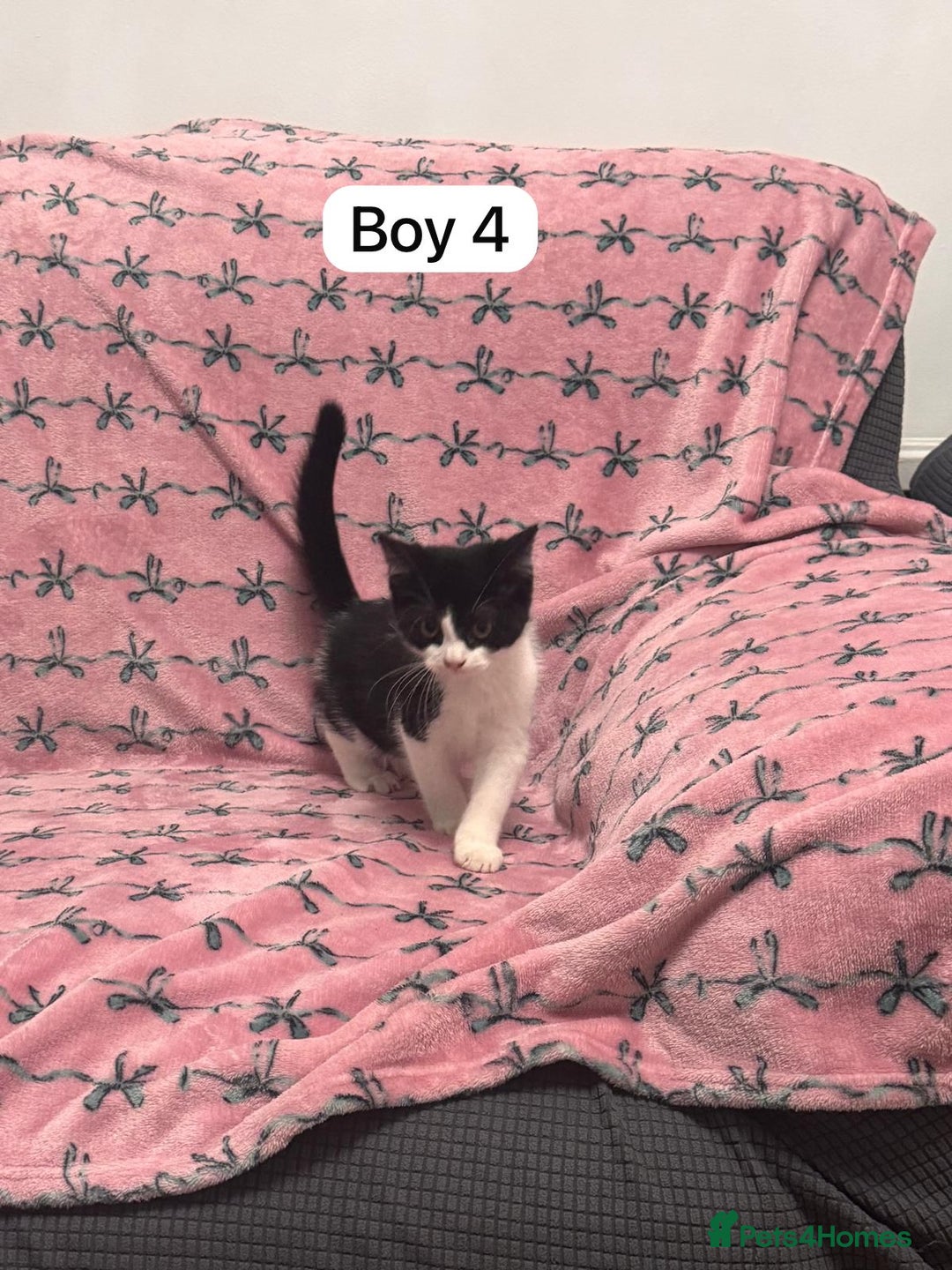 British Shorthair cats for sale: PURE BSH Girl kitten and BSH mix adorable boys - Advert 15