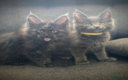 Maine Coon cats for sale: GCCF registered 5 Maine Coon kittens s 😻 - Image 1