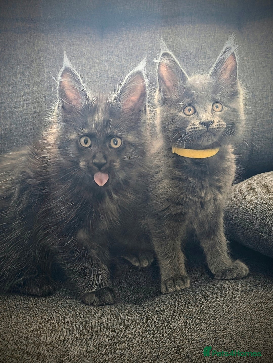 Maine Coon cats for sale: GCCF registered 5 Maine Coon kittens s 😻 - Image 1