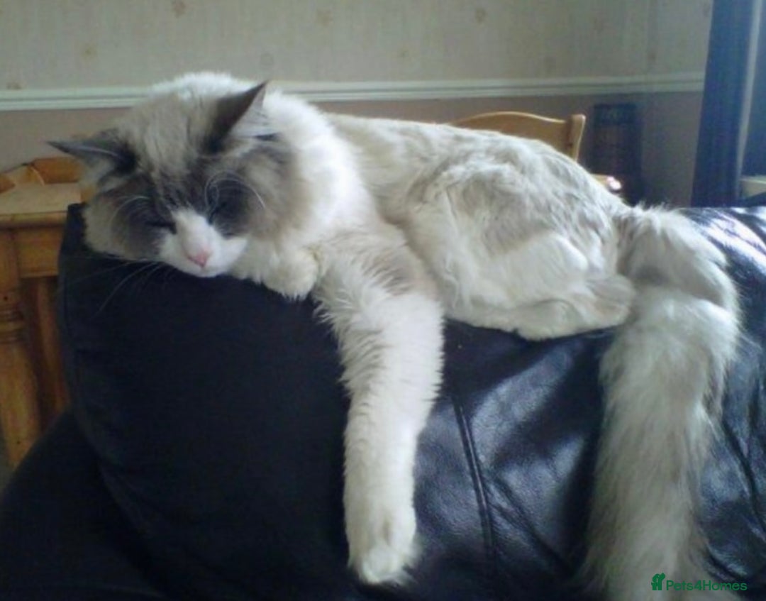 Ragdoll cats for sale: British Shorthair Cross Ragdoll Kittens  - Advert 15