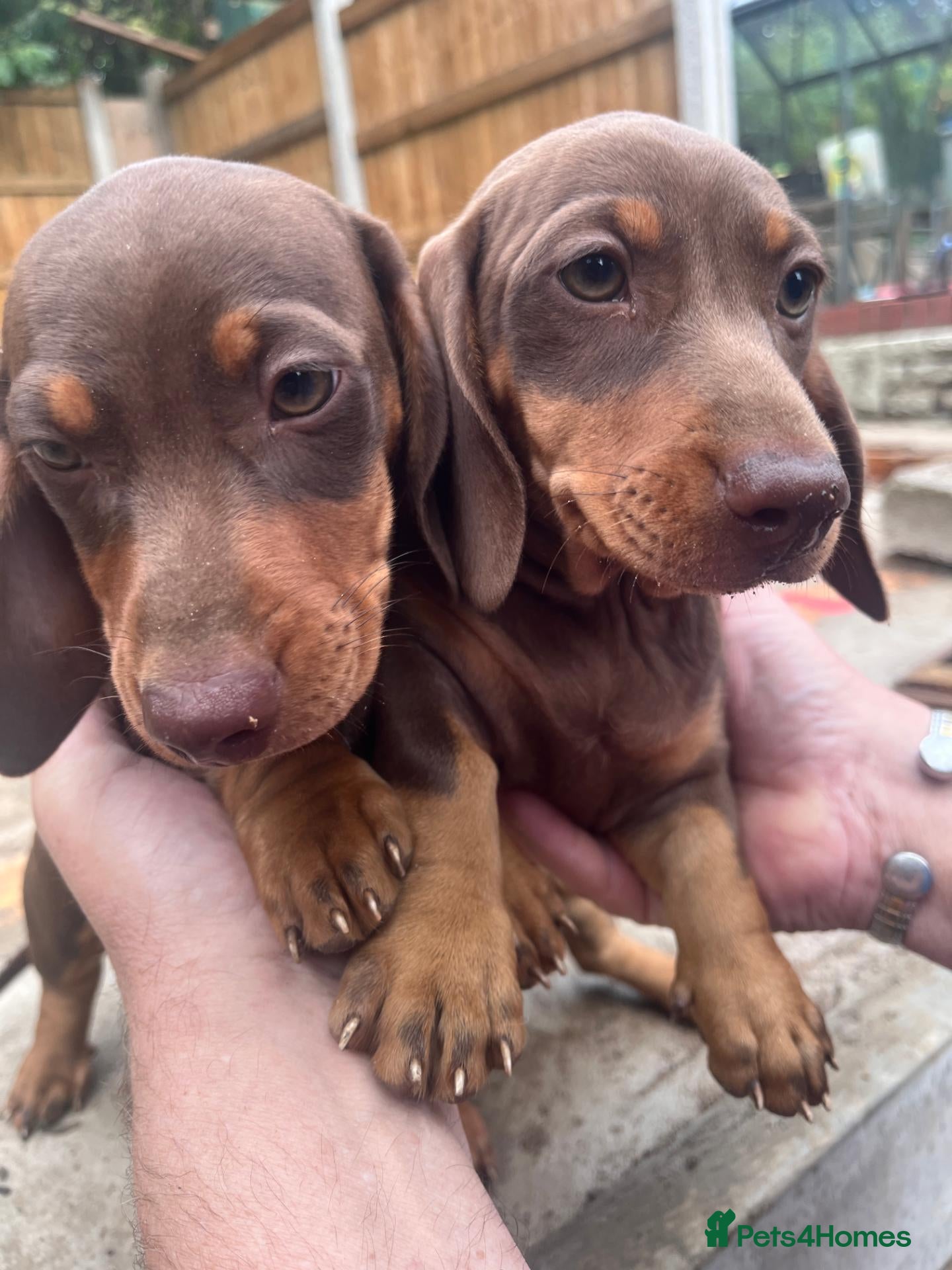 Dachshund dogs 2 PUPPIES LEFT ONE DOG ONE BITCH BOTH CHOCOLATE - Advert 1