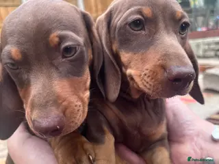 Dachshund dogs 2 PUPPIES LEFT ONE DOG ONE BITCH BOTH CHOCOLATE - Advert 1