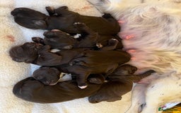 Sprocker dogs for sale: Beautiful Chocolate Sprocker Spaniels! - Image 3