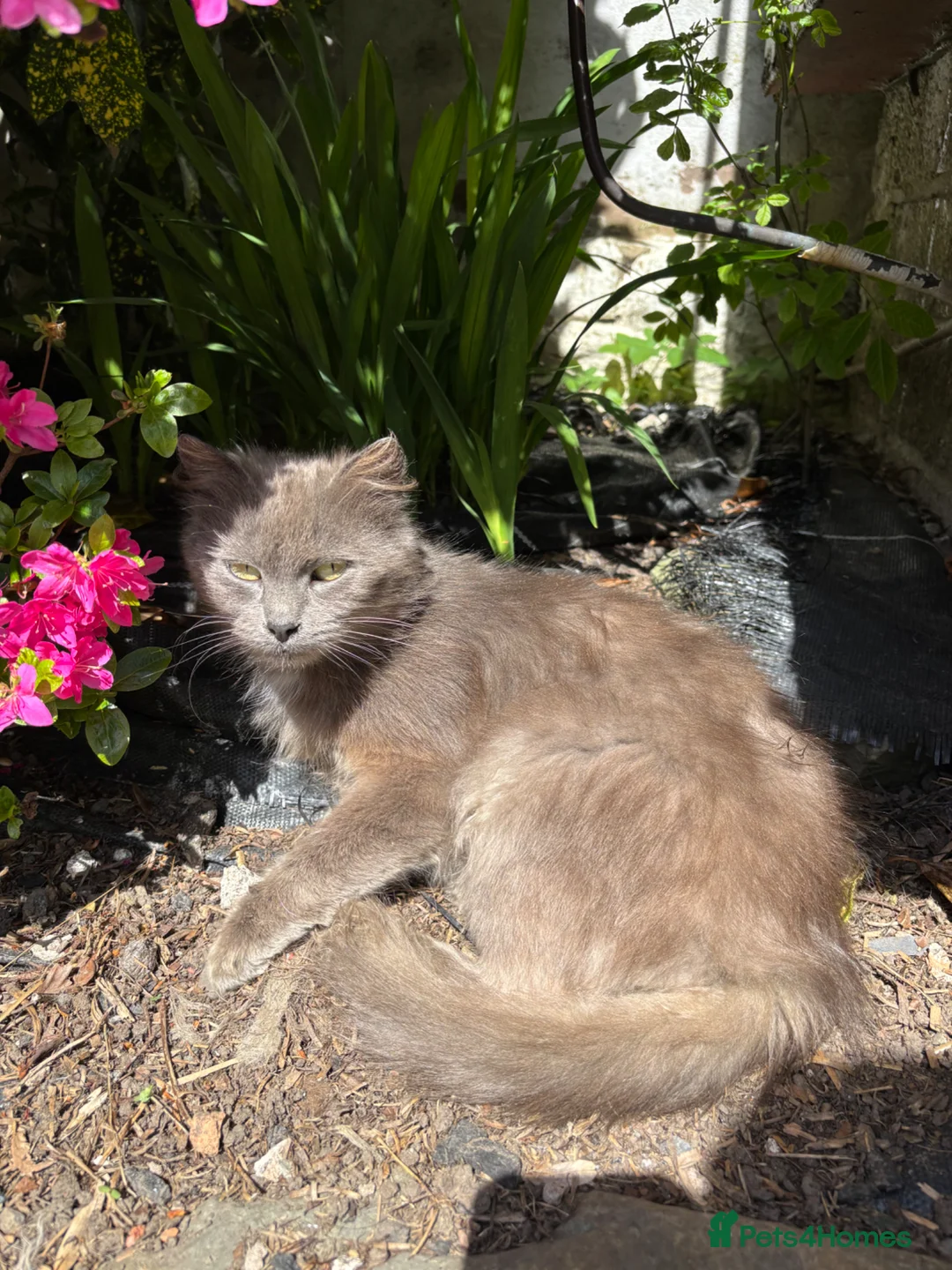 Mixed Breed cats for sale: Gorgeous kittens  - Advert 5