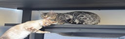 Bengal cats for stud: ☁️SILVER BENGAL STUD☁️  - Advert 3