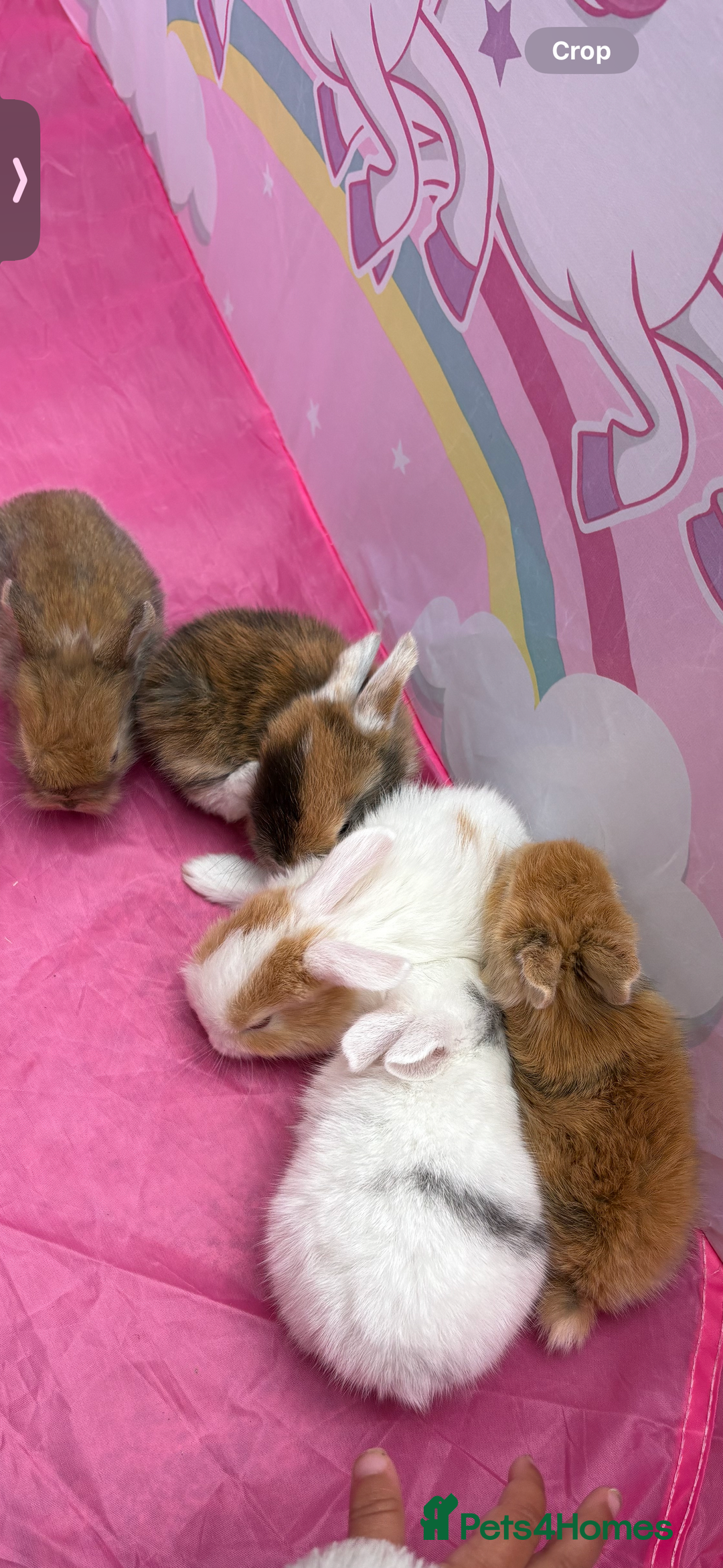 Mini Lop rabbits for sale: Mini Lop/Lion Lop babies - Image 3