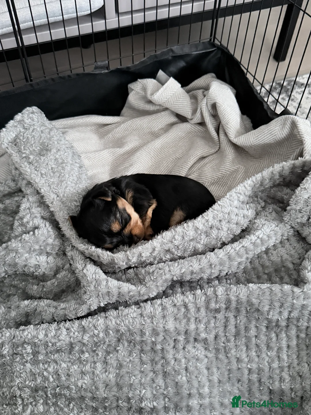 Yorkshire Terrier dogs for sale: Adorable Bonnie Yorkshire Terrier Puppy  - Advert 6