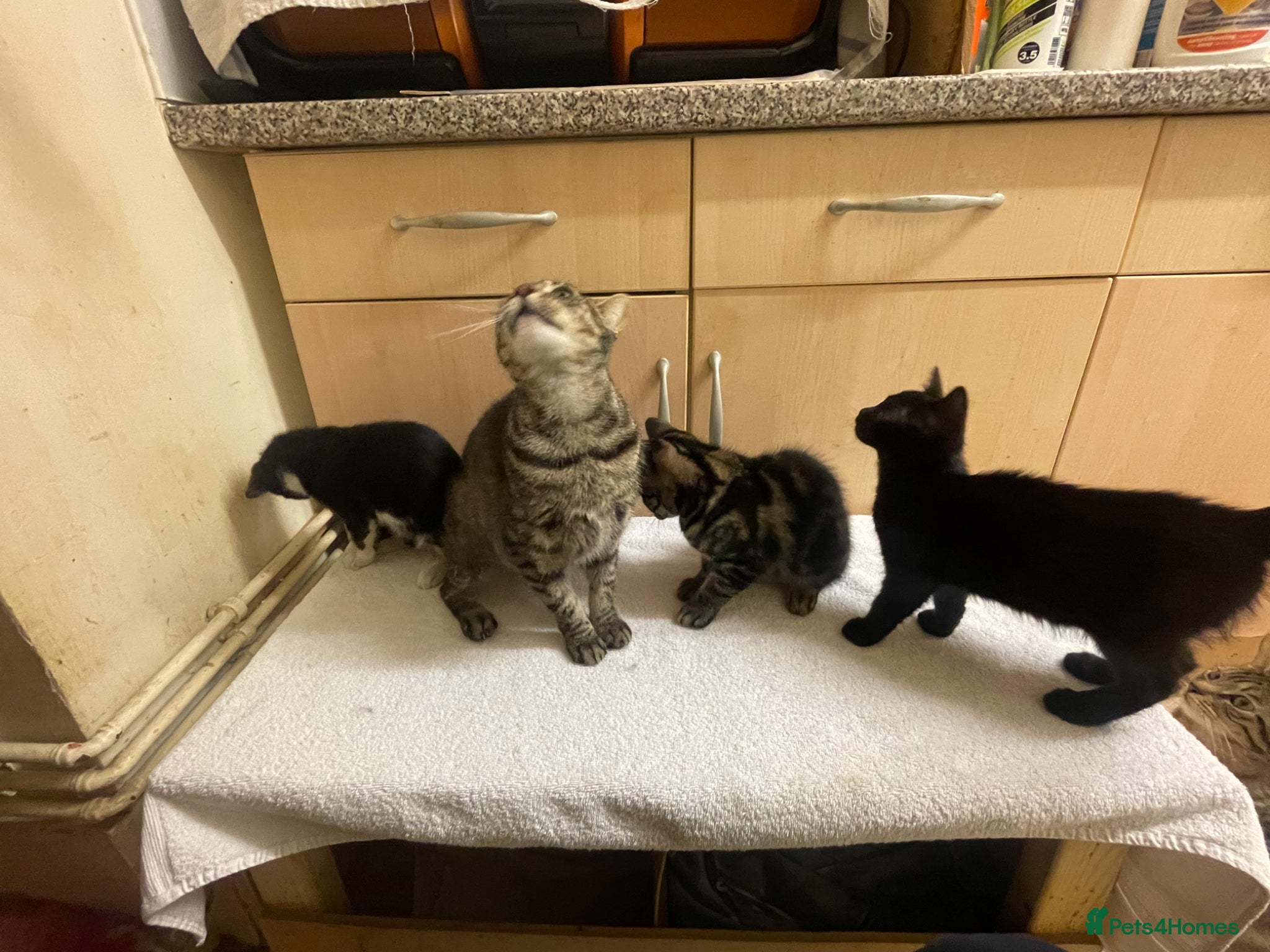 Mixed Breed cats 1 tabby boy 2 black girls - Advert 2