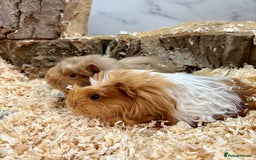 Guinea Pig rodents for sale: Multiple Baby Guinea Pigs for sale - Image 5