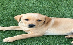 Labrador Retriever dogs for sale: Golden and fox red lab puppies ready to leave now - Image 10