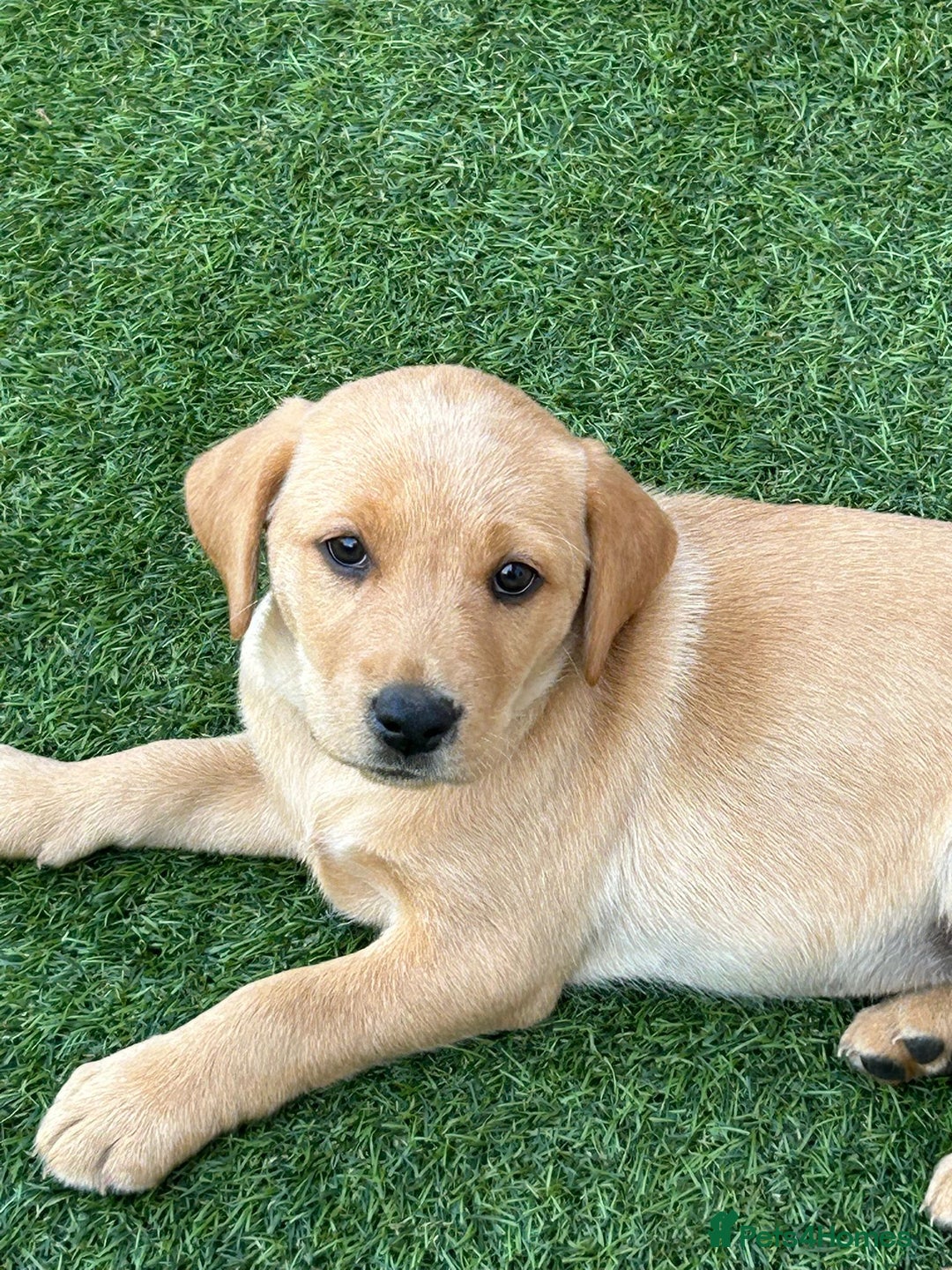 Labrador Retriever dogs for sale: Golden and fox red lab puppies ready to leave now - Image 10