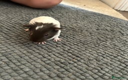 Guinea Pig rodents for sale: Guinea pigs for sale  - Image 8
