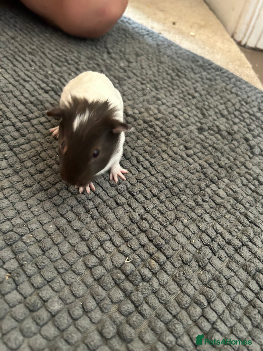 Guinea Pig rodents for sale: Guinea pigs for sale  - Image 8