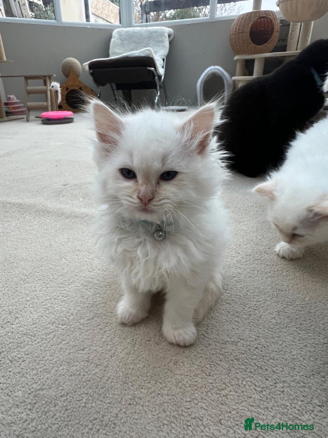 Ragdoll cats for sale: 100% Pure ragdoll kittens - Advert 3