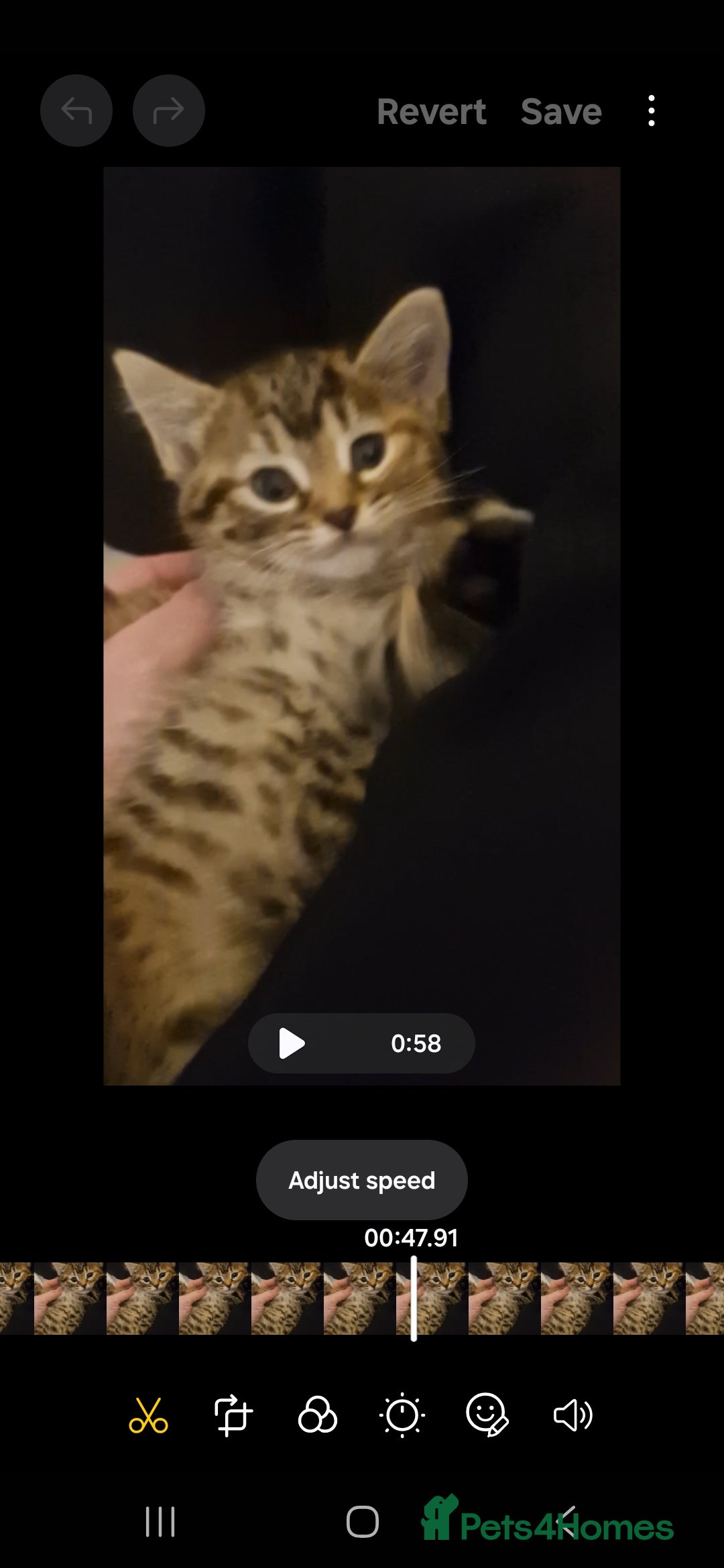 Mixed Breed cats for sale: Bengal cross kittens  - Advert 5