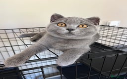 British Shorthair cats for sale: GCCF Blue British Shorthair girl available 🇬🇧 in Birmingham - Image 1