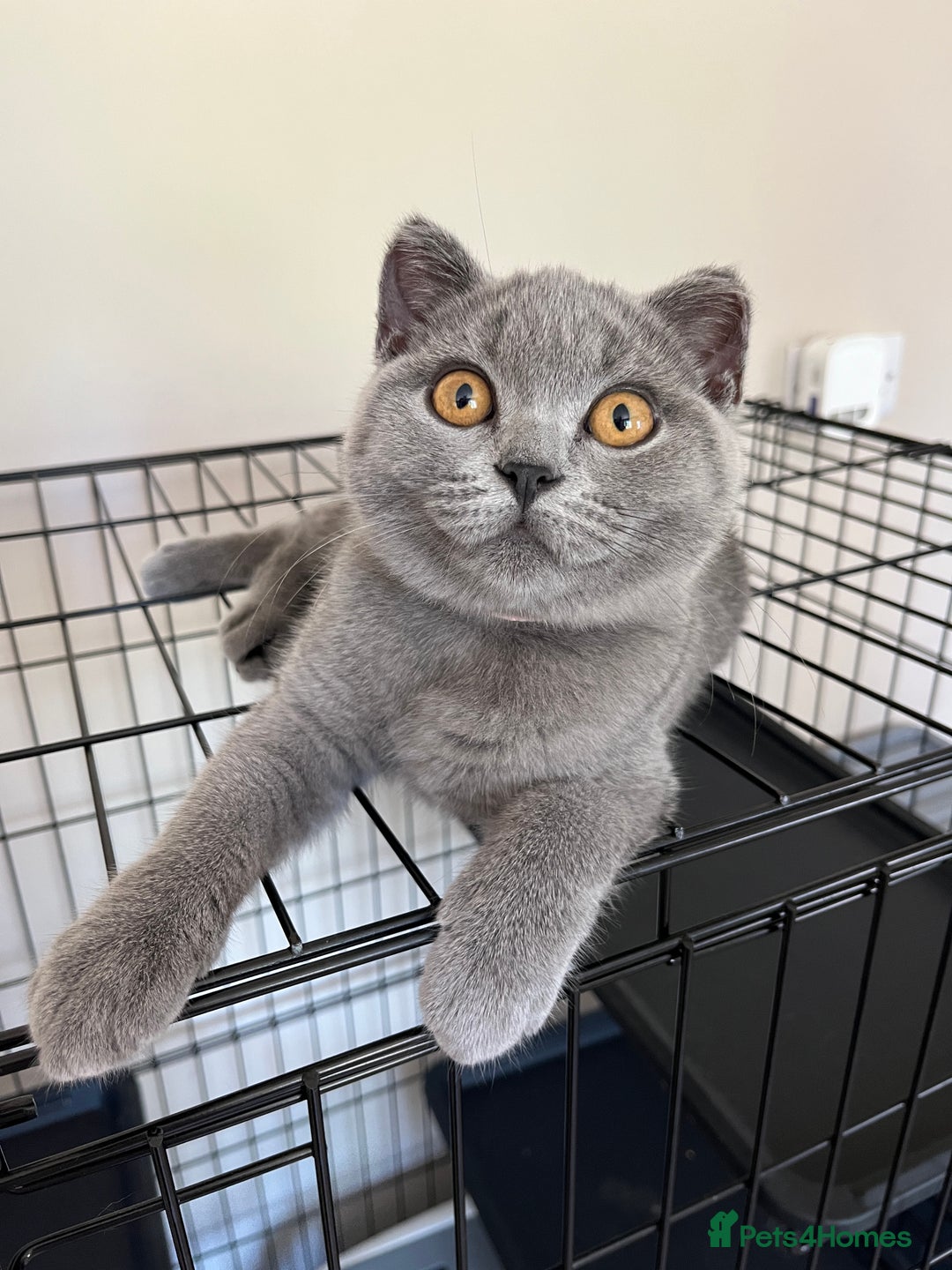 British Shorthair cats for sale: GCCF Blue British Shorthair girl available 🇬🇧 in Birmingham - Image 1