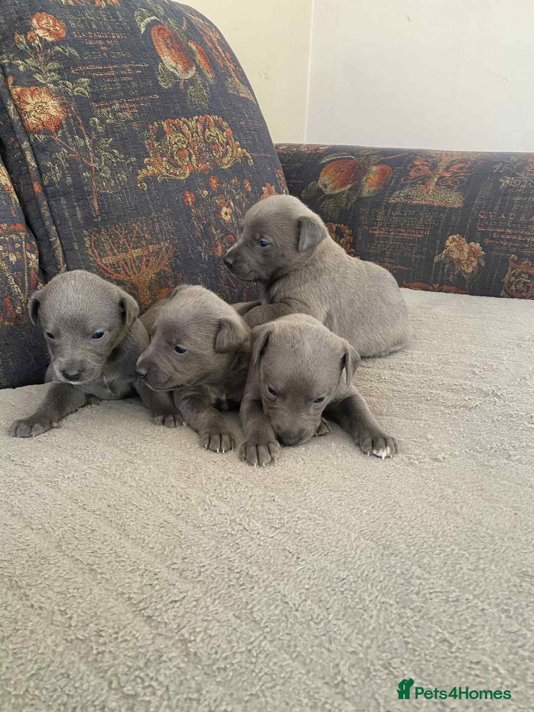 Whippet dogs for sale: 4 beautiful whippet puppies - Advert 14